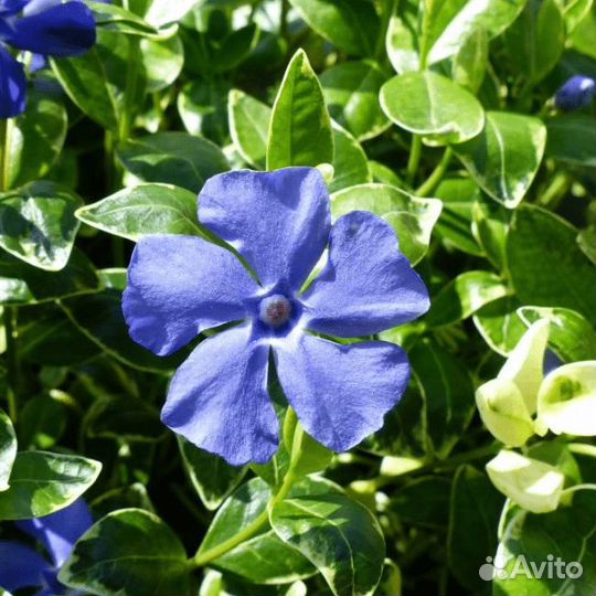 Барвинок Минор (1 корневище в горшке р9). Szkolka