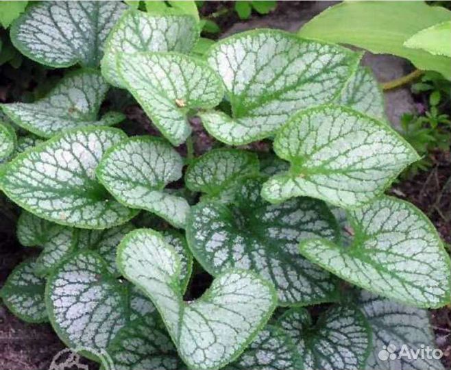 Многолетники, растения для сада