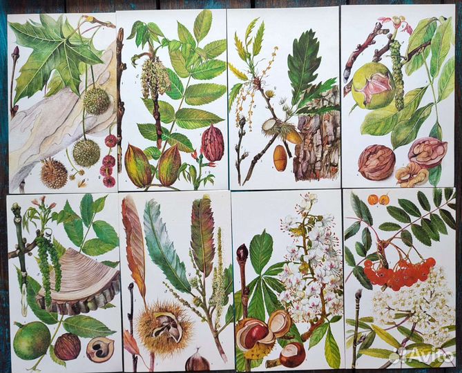 Ботанические иллюстрации деревья