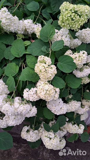 Гортензия белая