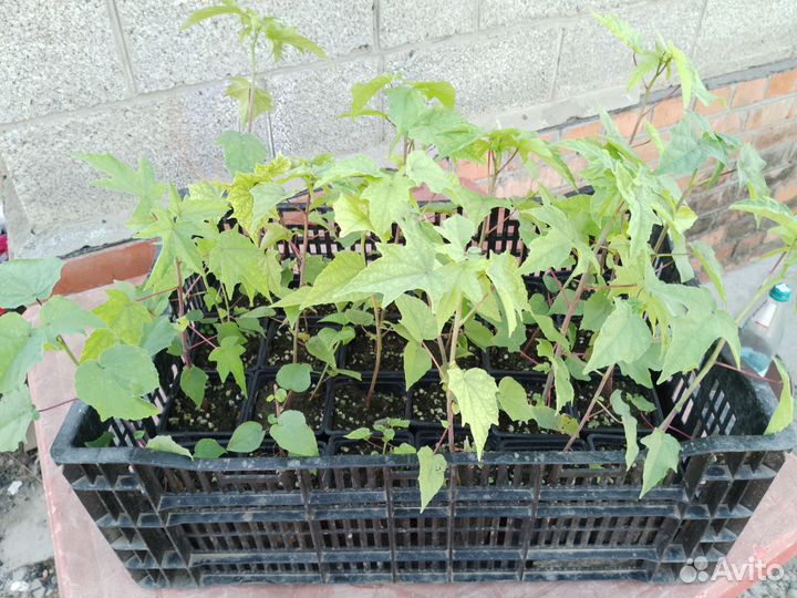 Гибискус травянистый