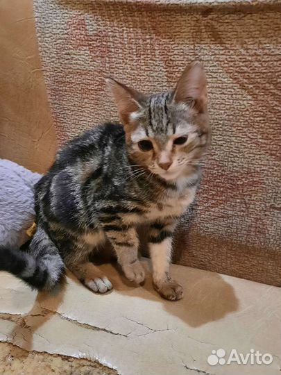 Отдам бесплатно