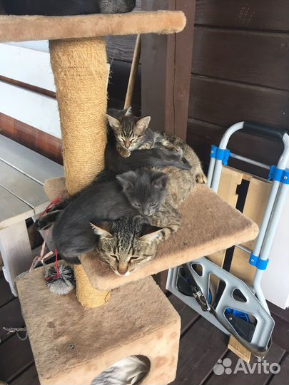 Отдам котят в добрые ручки