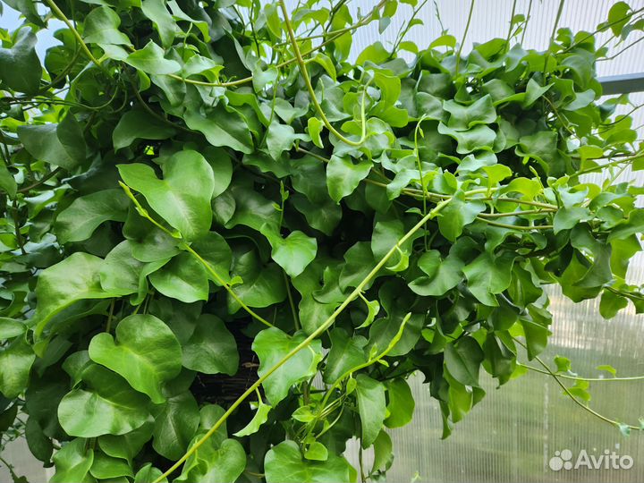 Буссенгольция анредера (ароматн.редкость) черенки