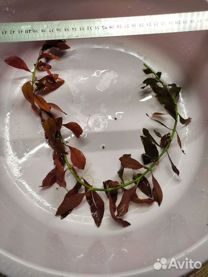 Аквариумные растения