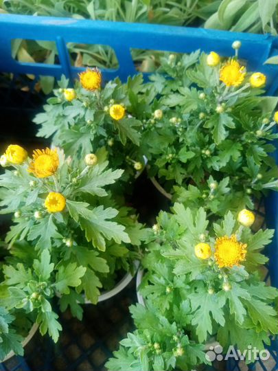 Хризантемы мультифлора