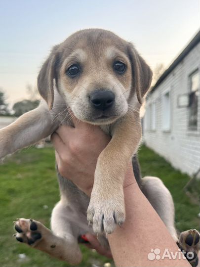 Щенки в добрые руки