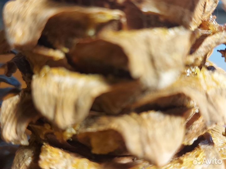 Шишка кедровая дальневосточная