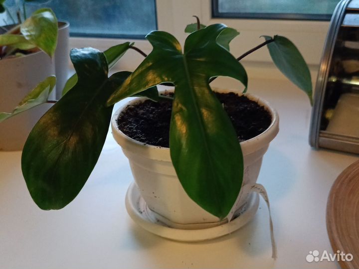 Филодендрон Флорида грин,оленьи рога и др