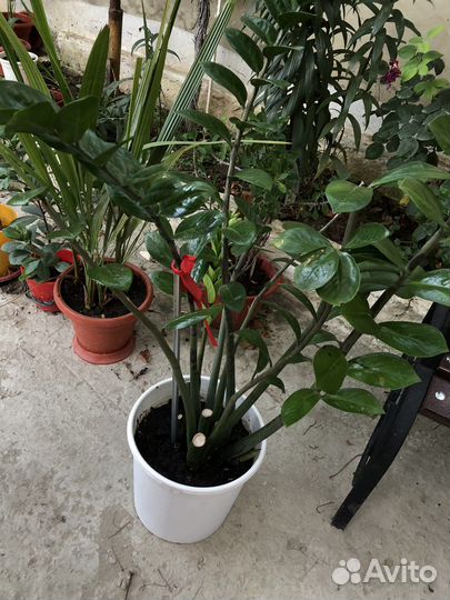 Замиокулькас