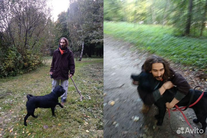 Выгул собак (большой опыт) Дрессировка, Коррекция