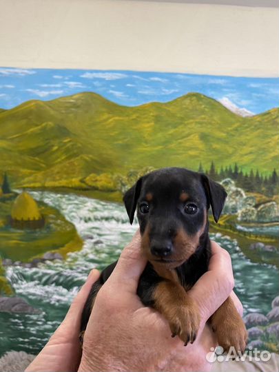 Щенок цвергпинчера