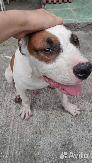 Стаффорд щенок 7 месяцев
