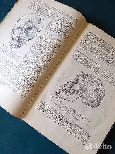 Учебник анатомии человека 1953 медгиз
