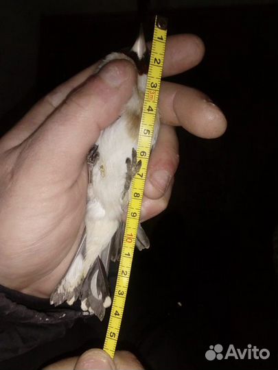 Певчие птицы(Омск)