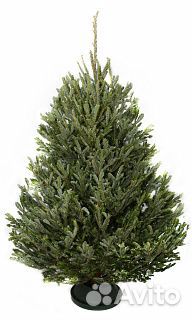 Сосна 1м - 1,5 оптом и в розницу