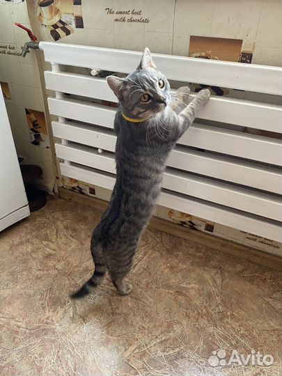 Отдам кота в добрые руки