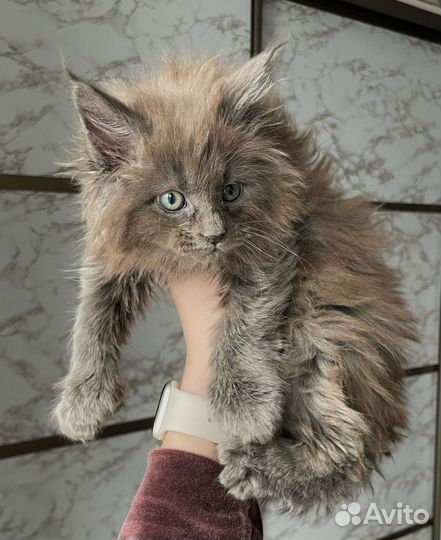 Котята мейн-кун полидакт