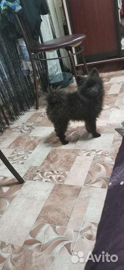 Немецкий шпиц мини