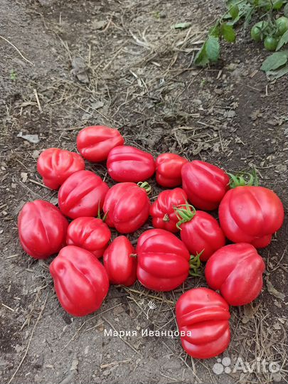 Семена коллекционных сортов томатов