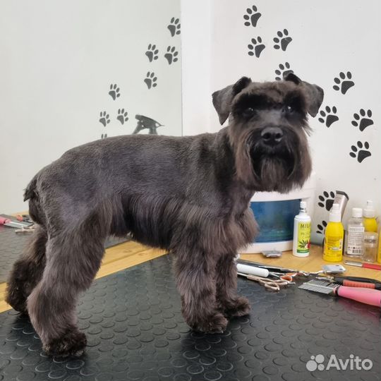 Стрижка собак и кошек с выездом на дом