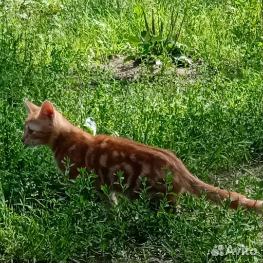 Отдаю котят