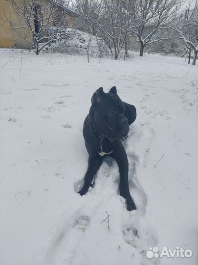 Кобель вязка кане Корсо