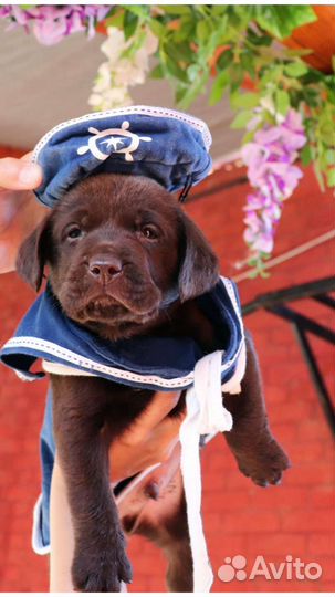 Лабрадор щенок VIP