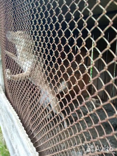 Собаки лайки