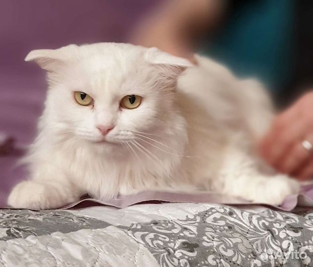 Кошка в дар