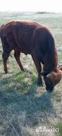 Бычки и быки