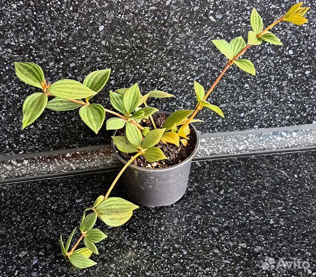 Пеперомия редкая