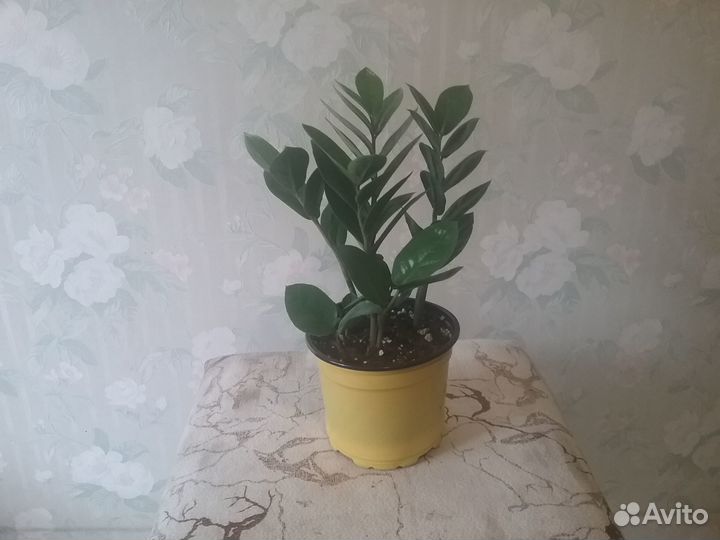 Комнатные растения