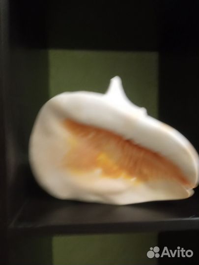 Ракушка морская большая