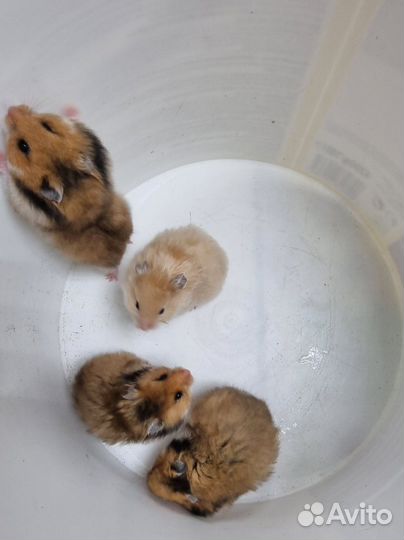 Сирийский хомяк