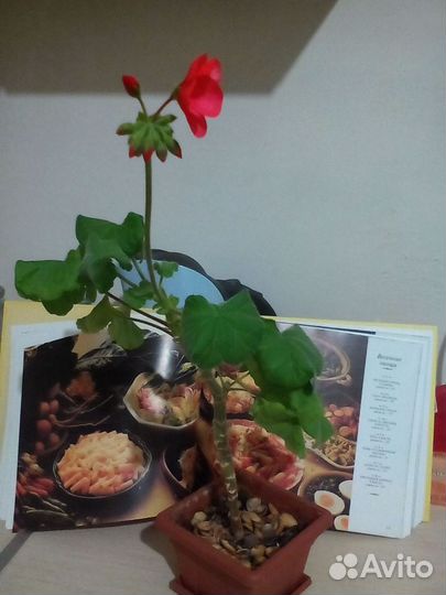 Пеларгония