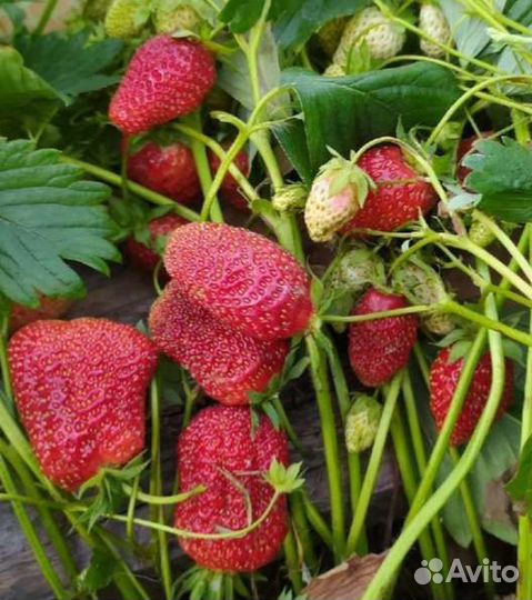 Продам саженцы Виктории