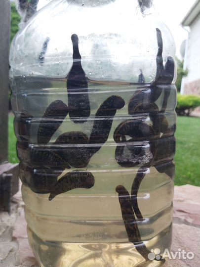 Пиявки медицинские