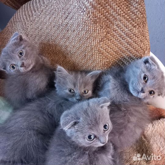 Британские котята