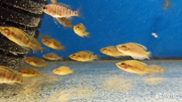 Африканские цихлиды