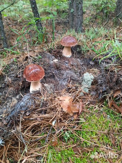 Гриб боровик