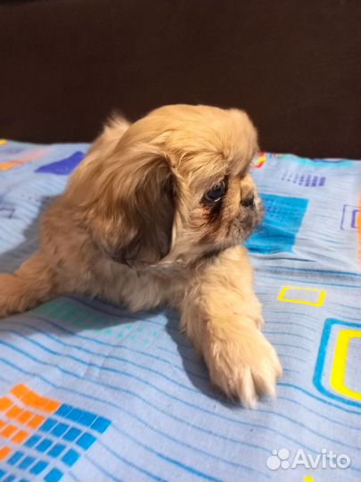 Щенки пекинеса