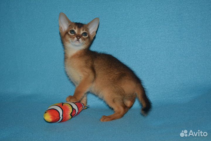 Самые красивые