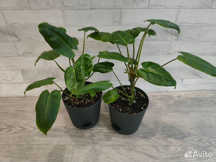 Филодендроны