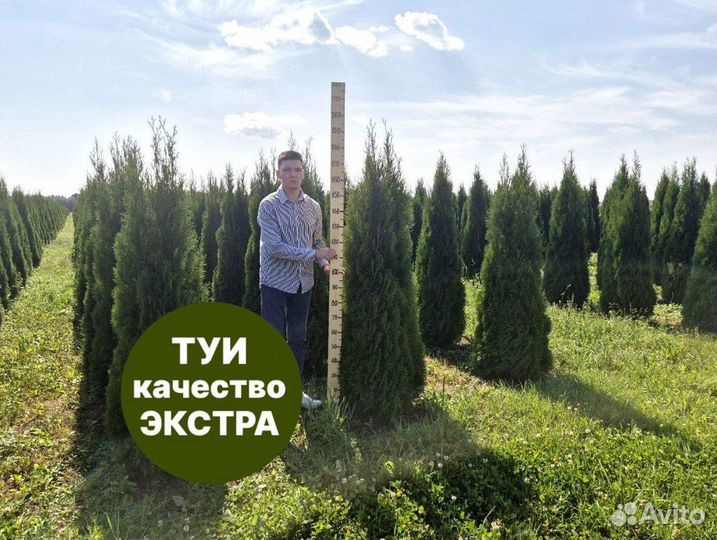 Туя смарагд рост 202,5 см /опт 150 шт