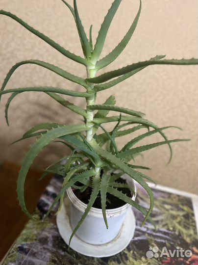 Алоэ 3 года