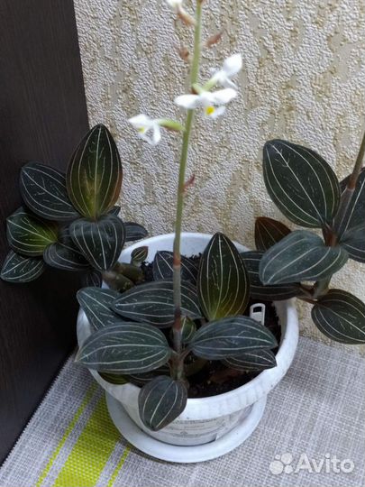 Драгоценная орхидея Лудизия