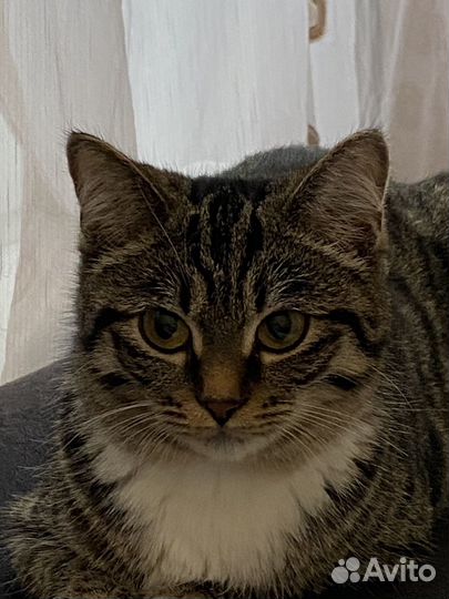Умная кошка