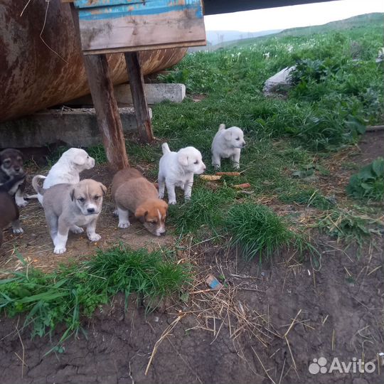 Среднеазиатская овчарка алабай щенки