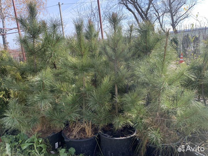 Сосна кедровая кедр